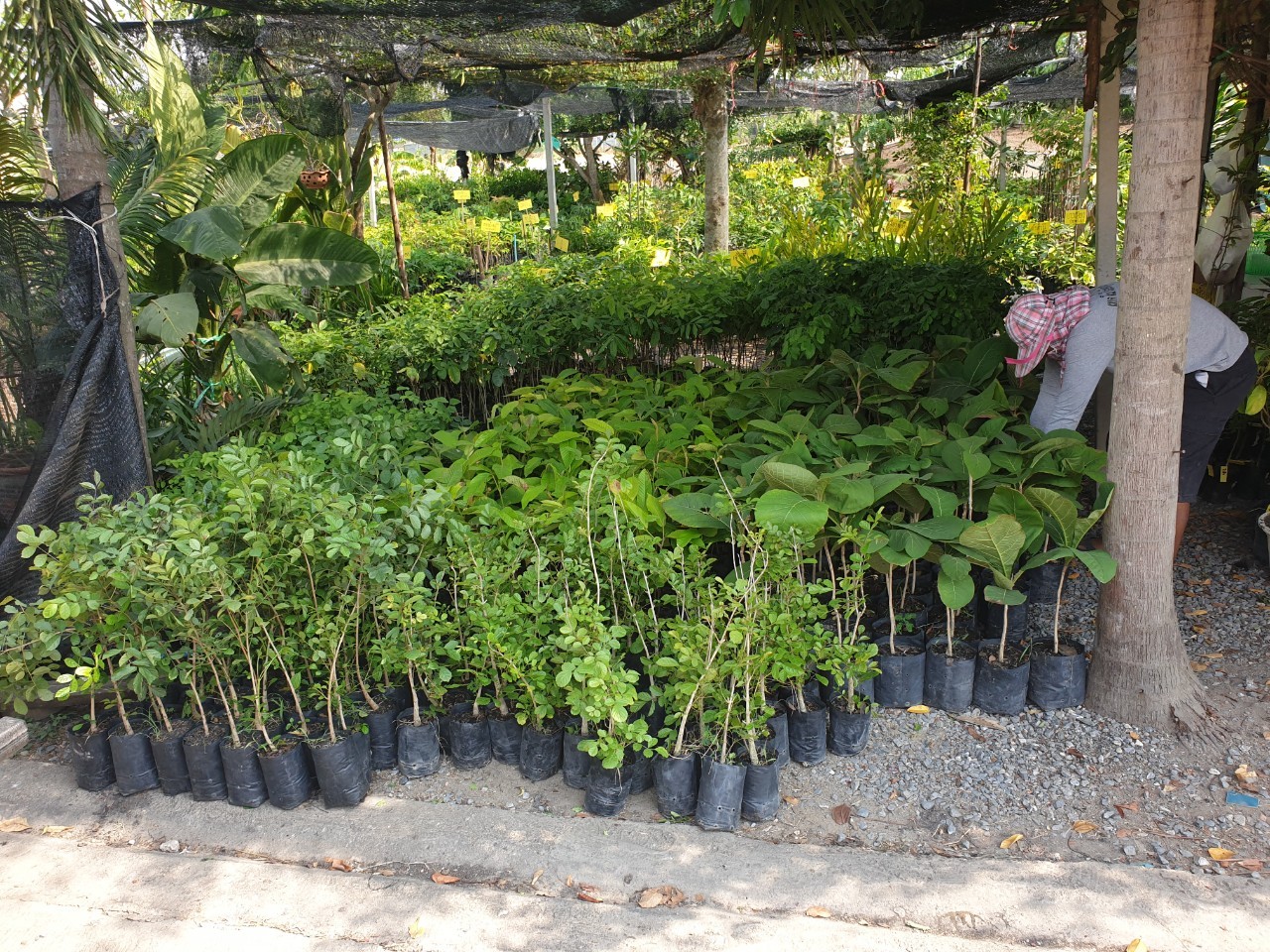 รถขนของส่งทั่วประเทศ - กิตติยา 1990 ทรานสปอร์ต 58